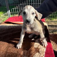 Lucie, chienne à adopter