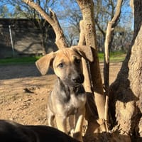 Kristy, chienne à adopter