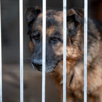 Tokay, pies do adopcji