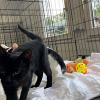 Mambo, kot do adopcji