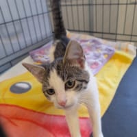 Nasturcja, kotka do adopcji