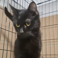 Markiz, kot do adopcji