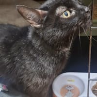 Maja, kotka do adopcji