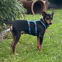 Franky2 sucht ein Zuhause, Hund zur Adoption