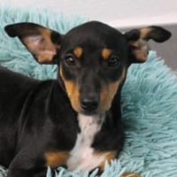 Perla6 sucht ein Zuhause, Hündin zur Adoption