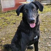 Shadow - Junghund mit Potential, Hündin zur Adoption