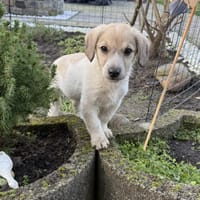 Lida ein tolles Mädchen, Hündin zur Adoption