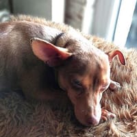 India4 sucht ein Zuhause, Hündin zur Adoption