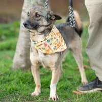 Lola, Hündin mit großen Herzen, Hündin zur Adoption