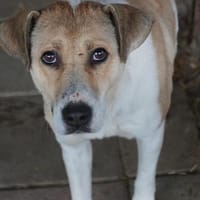 Chiara - unsere Hündin sucht ihr Glück, Hündin zur Adoption