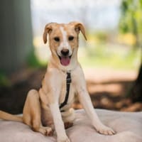 Bounty - fröhliche Zuckerschnute, Hündin zur Adoption