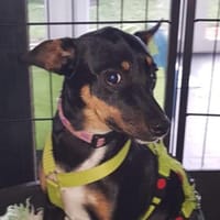 Blacky4 sucht ein Zuhause, Hündin zur Adoption