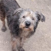 Zuzu - unsere Kämpferin, Hündin zur Adoption