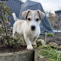 Kelly sucht ein Körbchen, Hündin zur Adoption