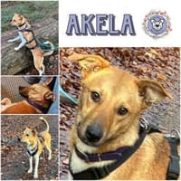 AKELA * feine sensible Hündin, Hündin zur Adoption