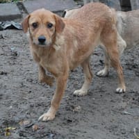 Lisa - zarte Hündin braucht Geborgenheit, Hündin zur Adoption