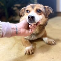 Foxy - klein aber oho, Hündin zur Adoption