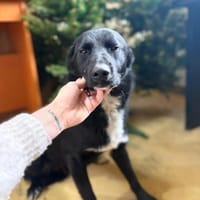 Unser hübscher Ben möchte zu Dir, Hund zur Adoption