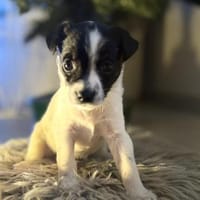 Lulu - kleine Maus sucht die große Liebe, Hündin zur Adoption