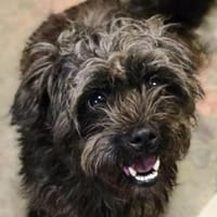 Wer gibt GINA ein Zuhause, Hündin zur Adoption