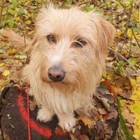 Kira sucht Verständnis, Hündin zur Adoption