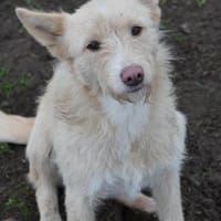 Meliena - unsere agile Terriermix-Hündin, Hündin zur Adoption