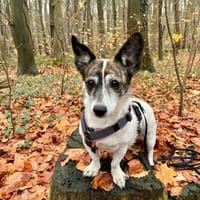 SAMIRA- VERSCHMUSTE EINZELPRINZESSIN, Hündin zur Adoption