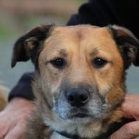 Sanjay - sehr verspielt u. kinderlieb, Hund zur Adoption