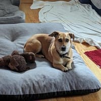 Millie - fröhliches Hundemädchen, Hündin zur Adoption