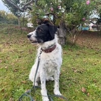 Stella, Hündin zur Adoption