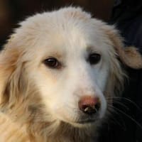 Nuemi - zutraulich u. verspielt, Hündin zur Adoption