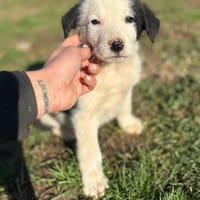 Lilly - süße Welpin mit großem Charakter, Hündin zur Adoption