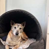 Bunic - ein sanfter Senior, Hund zur Adoption