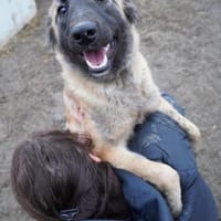 Mattie  klug und voller Lebensfreude, Hündin zur Adoption