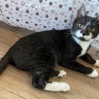 Erik neugieriger Bursche sucht Familie, Kater zur Adoption
