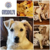 GWENDOLYN * entzückend aber Oho!, Hündin zur Adoption
