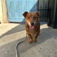 Bailey - ein Gentleman auf 4 Pfoten, Hund zur Adoption