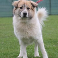 Luben - großer Spassvogel sucht Garten, Hund zur Adoption