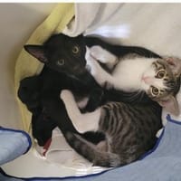 Tom und Jerry - diese beiden ...., Kater zur Adoption