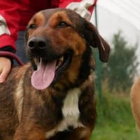 Kasper - Führungskraft gesucht, Hund zur Adoption