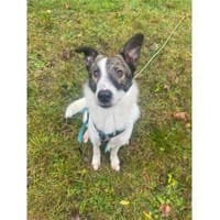 Valentin - wartet in 63679 Schotten, Hund zur Adoption