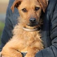 Turia - aufgeweckt u. unkompliziert, Hündin zur Adoption