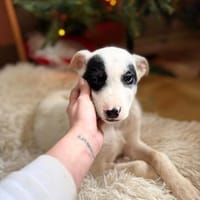 Snow - Herdi mit Herz, Hündin zur Adoption