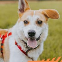 Cappy - Schlappohr sucht Dich, Hund zur Adoption