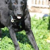 Ahyoka - verspielte Junghündin, Hündin zur Adoption