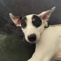 Smiley2 sucht ein Zuhause, Hund zur Adoption