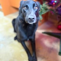 Oliver - stiller Schatten sucht Dich, Hund zur Adoption