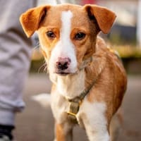 Joey, verspielter Süßling, ca. 7 Monate, Hund zur Adoption