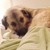 Sylvester - fröhlich, aufgeweckt, mutig, Hund zur Adoption