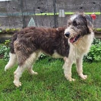 LESLIE - liebe, ruhige Hündin, Hündin zur Adoption